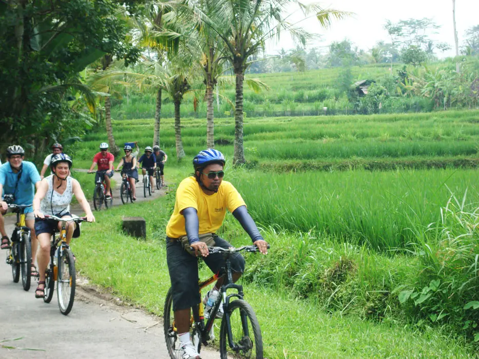cycling ubud rice field